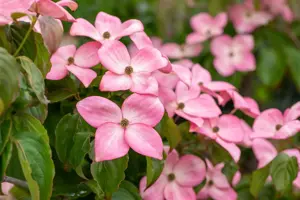 CORNUS f RUBRA