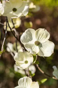 Cornus florida - 175-200 CM C20 - image 2