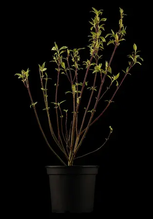 Cornus florida - 125-150 CM C15 - image 4