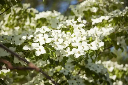 Cornus florida - 80-100 CM C7.5 - image 5