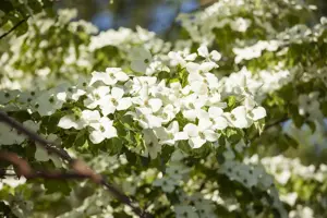 Cornus florida - 80-100 CM C7.5 - image 5