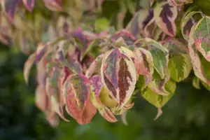 Cornus florida - 80-100 CM RB - image 2