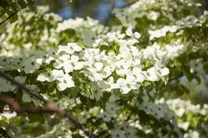 Cornus florida - 125-150 CM C15 - image 5