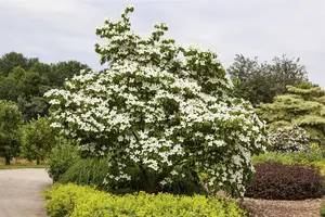 Cornus florida - MULTISTEM 200-250 CM C45 - image 5
