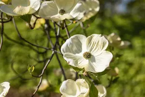 Cornus florida - 80-100 CM C25 - image 4