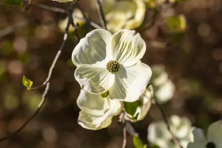 Cornus florida - 175-200 CM C20 - image 3