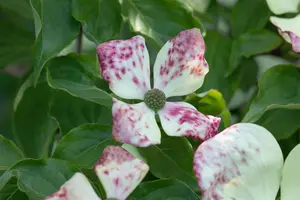 Cornus florida - 175-200 CM C20 - image 5