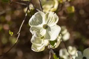 Cornus florida - 40-50 CM C3 - image 3
