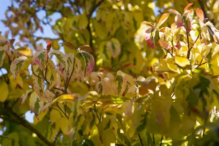 Cornus florida - 80-100 CM C7.5 - image 3