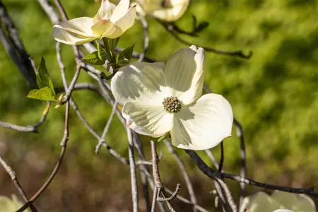 Cornus florida - 10-15 CM P9 - image 1