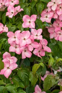 Cornus florida 'Cherokee Chief'