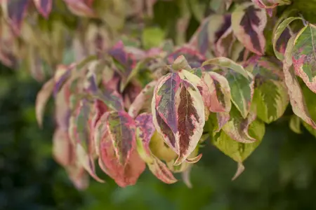 Cornus florida Cherokee Sunset - 150-175 CM C50 - image 2