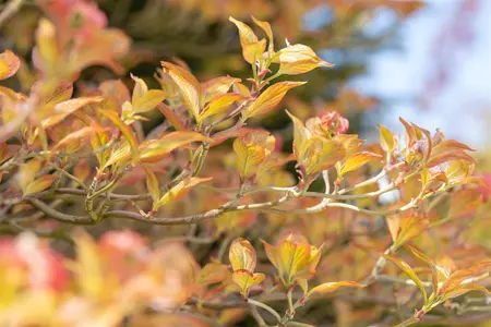 Cornus florida Cherokee Sunset - 150-175 CM C50 - image 3