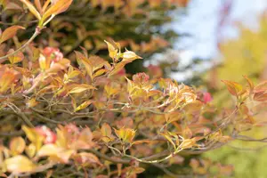 Cornus florida Cherokee Sunset - 150-175 CM C50 - image 4