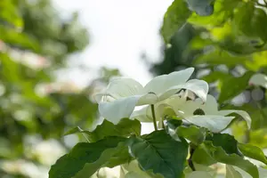Cornus florida 'Cloud Nine' - STDS 6-8 CM C30 FEATHERED - image 3