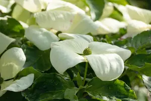 Cornus florida 'Cloud Nine' - STDS 6-8 CM C30 FEATHERED - image 4