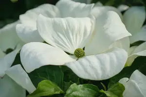 Cornus florida 'Cloud Nine'