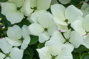 Cornus florida 'Cloud Nine' - 40-50 CM C5 - image 2