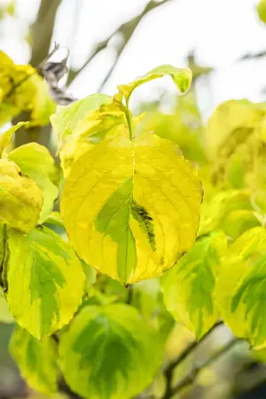 Cornus florida 'Rainbow' - MULTISTEM 175-200 CM C40 - image 3