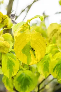 Cornus florida 'Rainbow' - MULTISTEM 175-200 CM C40 - image 3