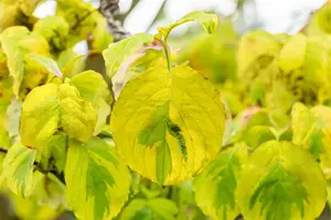 Cornus florida 'Rainbow' - MULTISTEM 175-200 CM C40 - image 2