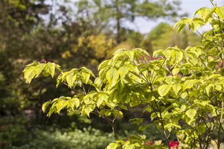 Cornus florida 'Rainbow' - 125-150 CM C5 WHIP - image 1