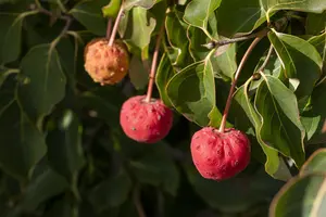 Cornus 'Hyperion' - 175-200 CM C30 - image 5
