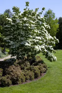 Cornus kousa - 40-60 CM C2 - image 4