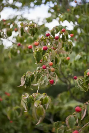 Cornus kousa - 80-100 CM C12 - image 3