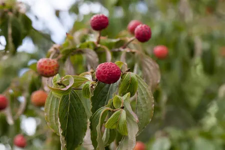 Cornus kousa - 125-150 CM C20 - image 2
