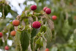 Cornus kousa - 60-80 CM C3 - image 2
