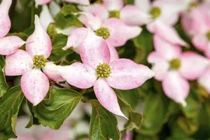 Cornus kousa 'Beni-fuji' 