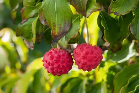 Cornus kousa 'Big Apple' - 40-60 CM C5 - image 1