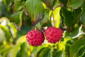 Cornus kousa 'Big Apple'