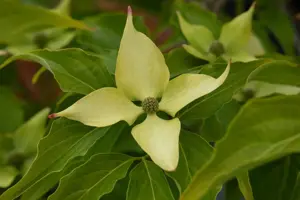Cornus kousa 'Big Apple' - 40-60 CM C5 - image 2