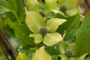 Cornus kousa 'Big Apple' - 150-175 CM RB - image 3