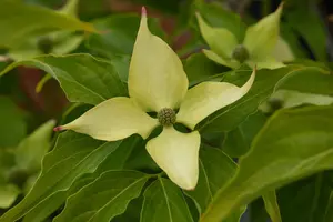 Cornus kousa 'Big Apple' - 175-200 CM C50 - image 1