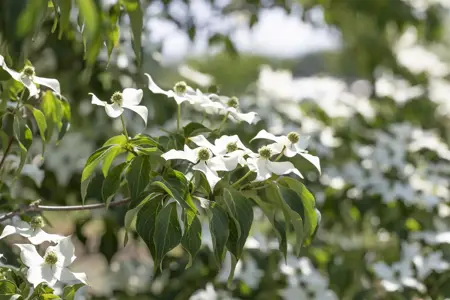 Cornus kousa 'Cappucino' - 175-200 CM C80 - image 4