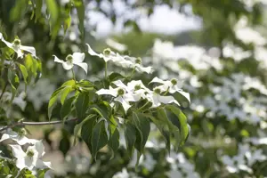 Cornus kousa 'Cappucino' - 175-200 CM C80 - image 4