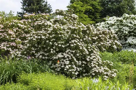 Cornus kousa 'Cappucino' - 175-200 CM FTH WHIP C10 - image 1