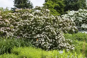 Cornus kousa 'Cappucino' - 175-200 CM FTH WHIP C10 - image 1