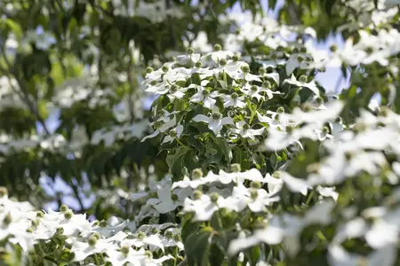 Cornus kousa 'Cappucino' - 175-200 CM FTH WHIP C10 - image 2