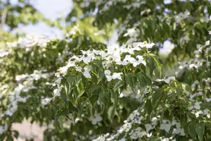 Cornus kousa 'Cappucino' - 175-200 CM FTH WHIP C10 - image 3