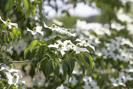 Cornus kousa 'Cappucino' - 175-200 CM FTH WHIP C10 - image 4