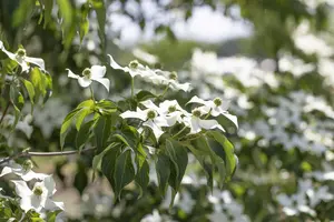 Cornus kousa 'Cappucino' - 175-200 CM FTH WHIP C10 - image 4