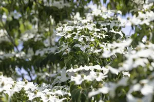 Cornus kousa 'Cappucino' - MULTISTEM 80-100 CM RB - image 2