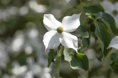 Cornus kousa 'Cappucino' - MULTISTEM 80-100 CM RB - image 5