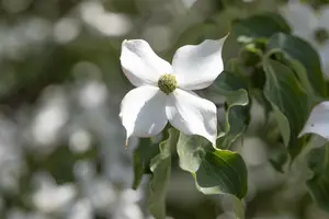 Cornus kousa 'Cappucino' - MULTISTEM 80-100 CM RB - image 5