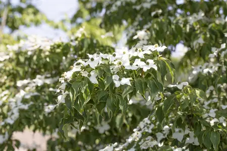 Cornus kousa 'Cappucino' - 80-100 CM RB - image 3