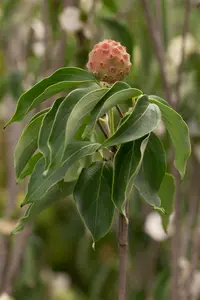 Cornus kousa 'China Girl' - 2 Ltr pot - image 3